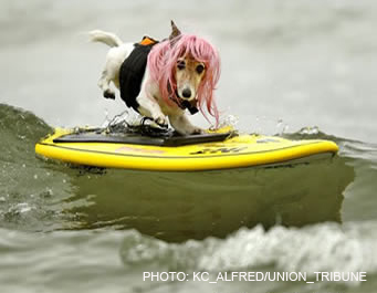 surfdog3.jpg